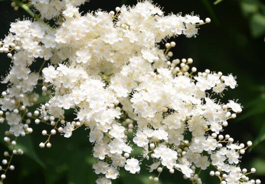 How to prune pearl plum, properly prune roots, branches, flowers