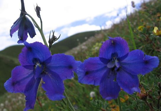 How to cultivate delphinium, cultivation methods and precautions of delphinium/sufficient light