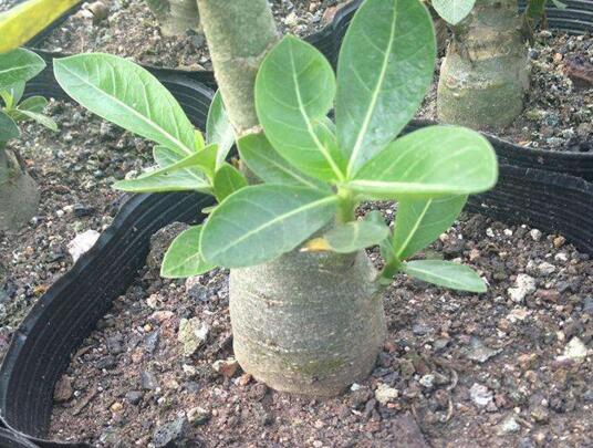 How do desert roses grow bigger and bigger, and what soil is used to cultivate desert roses / balanced nutrition