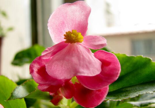 Does the four Seasons Begonia need to bask in the sun? the lighting requirements of the four Seasons Begonia / like the light is not resistant to strong light.