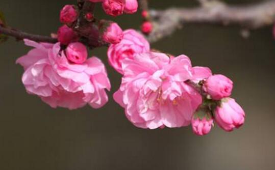 How to transplant elm leaf plum, with soil / timely watering / combined pruning can improve the survival rate