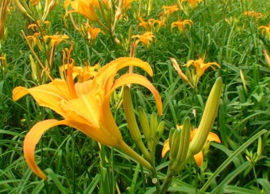 How to raise day lilies, the culture methods and matters needing attention / suitable exploding pot of day lilies