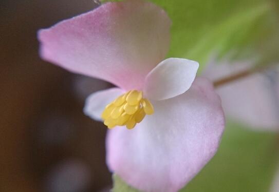 How to raise four Seasons Begonia, the correct breeding method / regular heart pruning