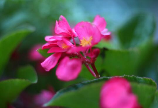 How to trim the four Seasons Begonia, the pruning method of the four Seasons Begonia