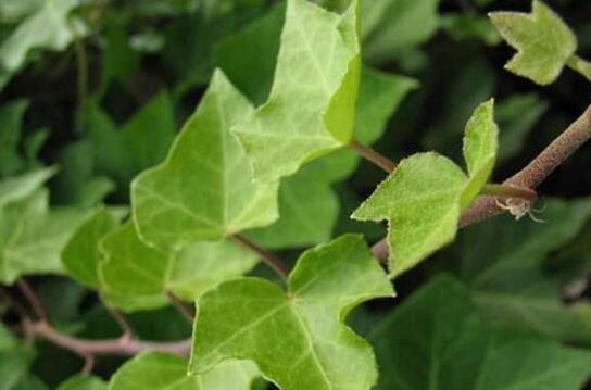 What if the ivy leaves are dry? there are five ways to improve the leaf dryness.