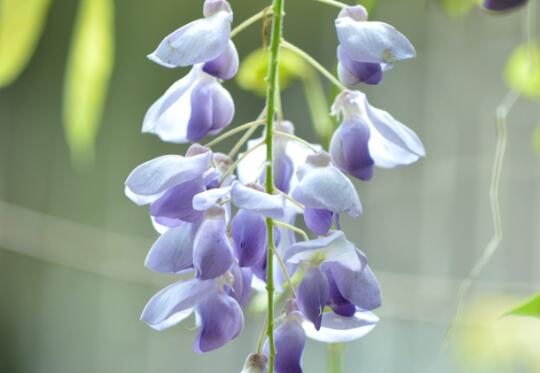 Is wisteria poisonous? can wisteria be cultivated indoors / poisonous but can be raised indoors?