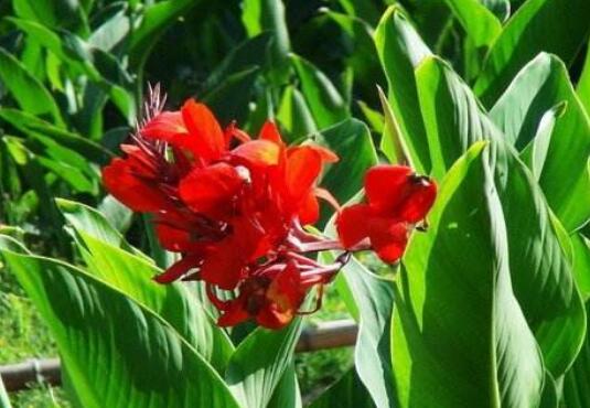 How canna is watered all the year round, temperature is the decisive factor / with watering method