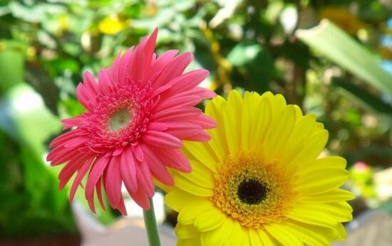 How to fertilize African chrysanthemum, fertilization method of African chrysanthemum / once a week in spring