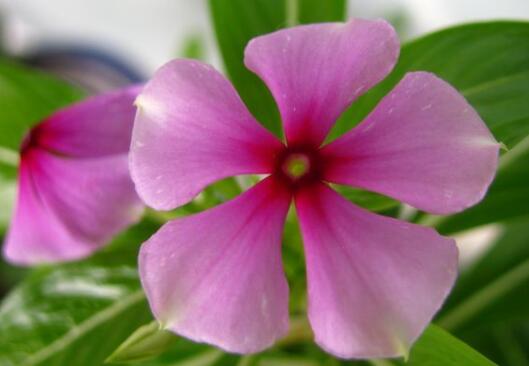 How does Catharanthus roseus spend the winter? pay attention to these four points to make it easy to survive the winter / reduce the amount of water