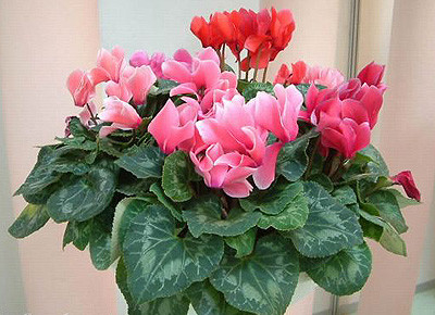 How to maintain cyclamen in summer