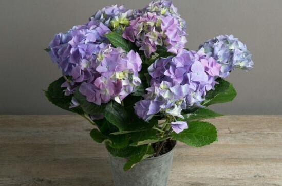 What to do when hydrangea wilts? Increasing water, proper shade/environmental mutation is the main cause.