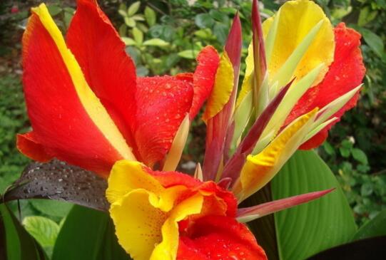 Does canna need pruning? there are three pruning methods to keep canna blossom.