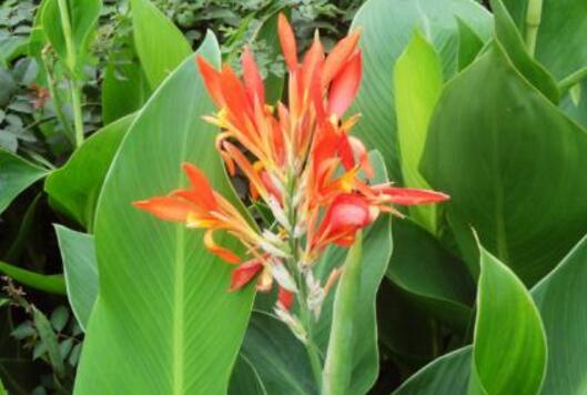 How to raise canna, canna culture methods and points for attention / watering should be flexible