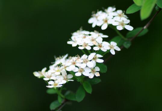 What time does the pearl plum blossom? The flowering period of the pearl plum is maintained/July-August. The flowering period is 2 months.