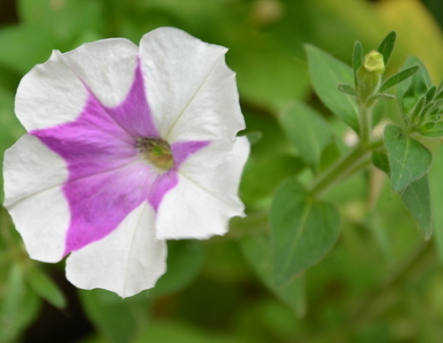 Photo of Bidong eggplant (Petunia)