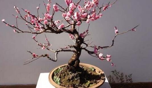 How to fertilize the plum blossom, master four skills to blossom and be colorful.