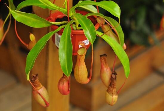 How does Nepenthes overwinter, Nepenthes overwinter method detailed explanation/away from the window to increase the temperature