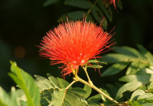 How to raise potted albizia flowers, cultivation methods and precautions of albizia flowers/avoid noise