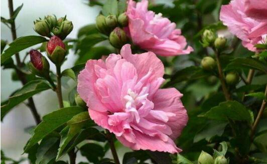 How to water hibiscus flowers, do not dry, do not water / water thoroughly after drying / ensure that the soil is well drained