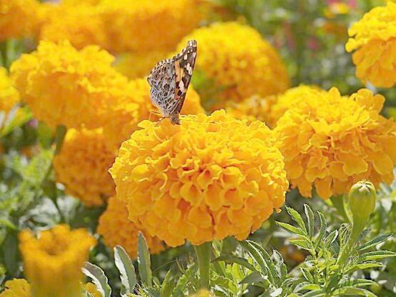 How to water marigold, watering methods and precautions / avoid stagnant water