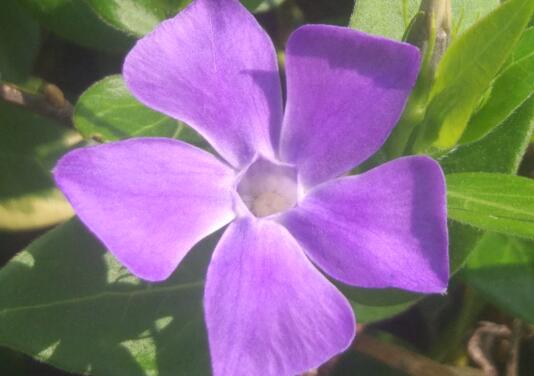 How to raise Catharanthus roseus, how to cultivate Catharanthus roseus and matters needing attention / Control of watering