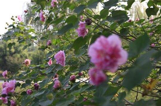 How to trim hibiscus, teach you to master pruning time / method / post-flowering management