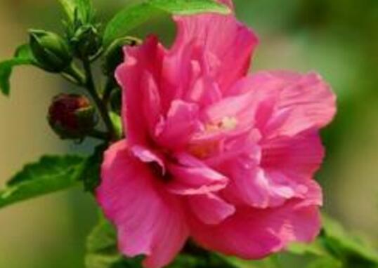 How to raise hibiscus flowers, breeding methods and precautions of hibiscus flowers / water and fertilizer should not be excessive