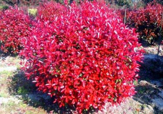 How to trim the red leaf heather, which shapes can be trimmed / six kinds can be trimmed.