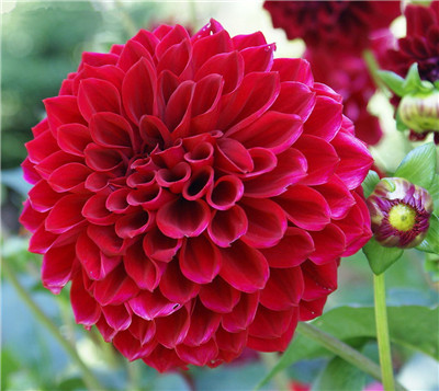 Five taboos in the cultivation and maintenance of Dahlia (Dahlia)