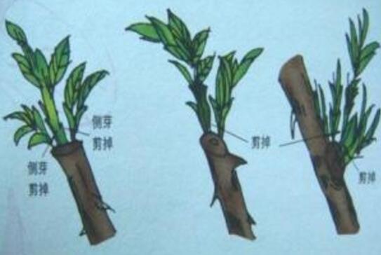 How to prune, prune / pick / truncate / three methods are beneficial to the germination of new leaves.