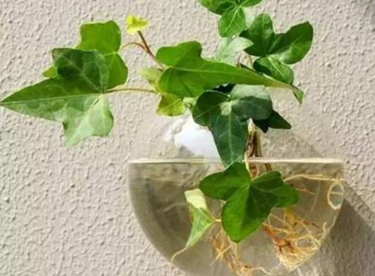 Can Ivy be cultured in water? the method of water culture of ivy / water planting of branches is the most practical.