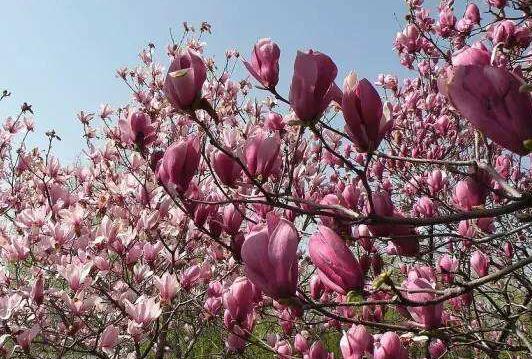 How to prune Magnolia Magnolia, pruning method / after blossom / pruning before sprouting