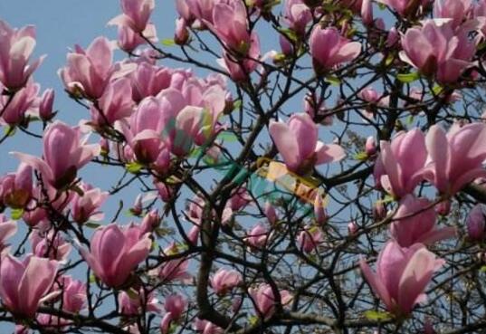 How to fertilize Magnolia Magnolia, how to fertilize Magnolia Magnolia / six techniques to make the bud bigger