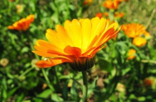 How to raise marigolds, breeding methods and matters needing attention / shading in spring, summer and autumn