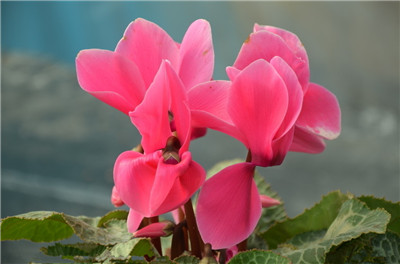 How to buy high quality cyclamen