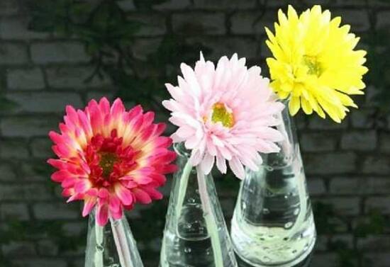 How to cultivate gerbera in water? the method of water culture in gerbera / changing water frequently to avoid direct sunlight