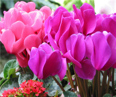 Why does cyclamen appear the phenomenon that flowers and colors are getting lighter and lighter?