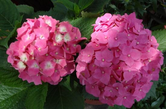 How to adjust the color of hydrangea, choose the right time to fertilize properly / the soil is blue and alkaline and red.