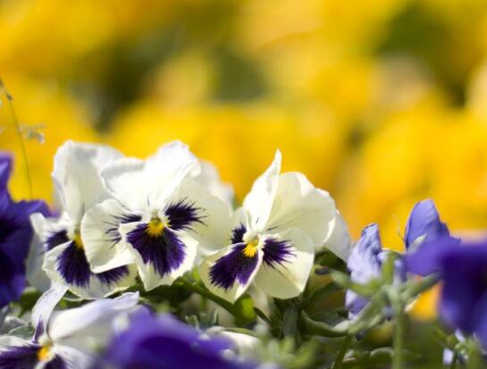 How to do pansy leaves yellowing, pay attention to these four points to help you easily solve/hydrating/shading