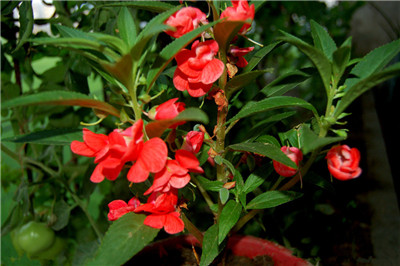 Maintenance of Impatiens