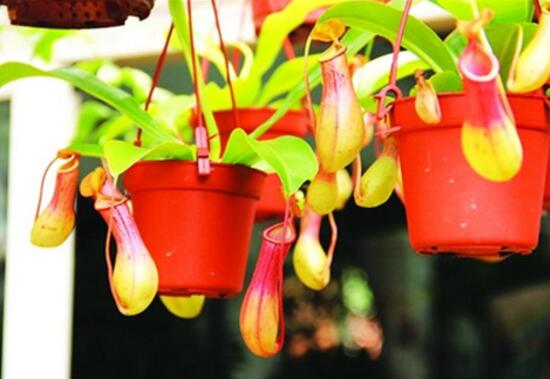 How to water pitcher plants, the right way to water pitcher plants / water them in the morning and evening and don't water them at noon