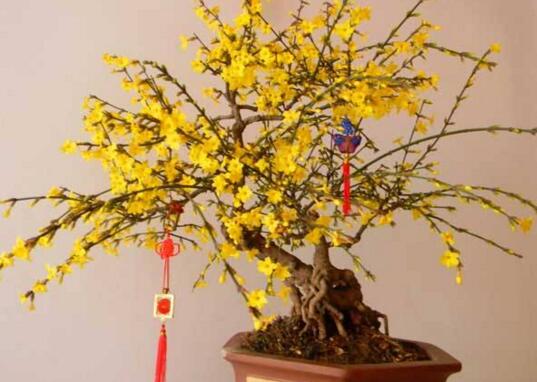 How to water the plum blossom, the watering must be thoroughly / with watering time and water consumption.