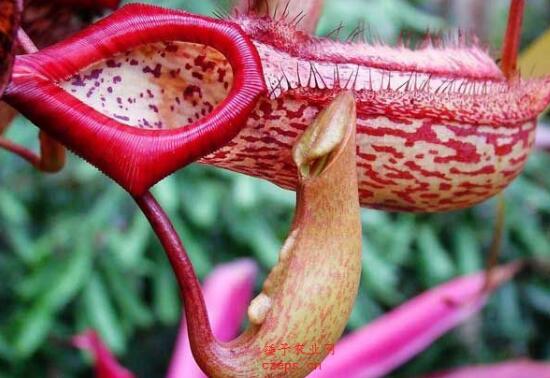 Why do pitcher plants eat worms? pitcher plants eat bugs video / eat mosquitoes as nourishment