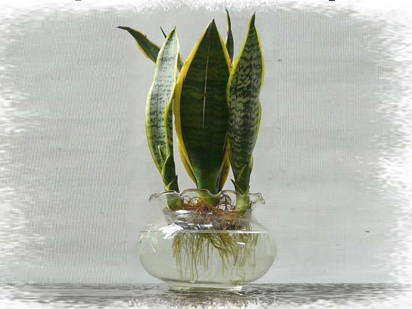 How to raise Aquatic Tiger skin Orchid