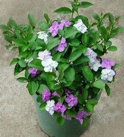 How to cultivate bicolor jasmine