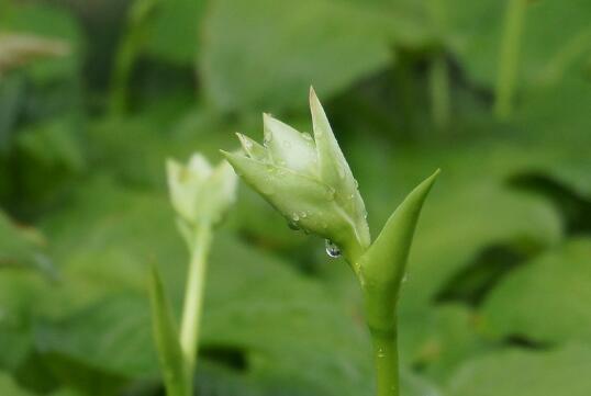 When does the hairpin flower bloom and the maintenance of the flowering period / 3 months from July to September