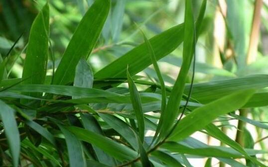 How to apply fertilizer to Phyllostachys pubescens needs to know the choice of fertilizer and the method of fertilization.