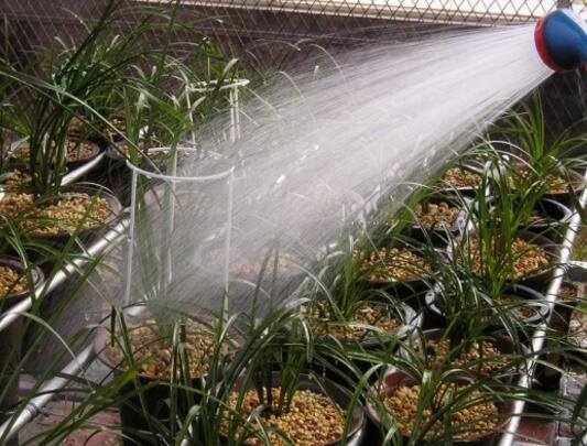 How to water potted mint flowers, watering varies greatly in four seasons / pay attention to control the amount of water.