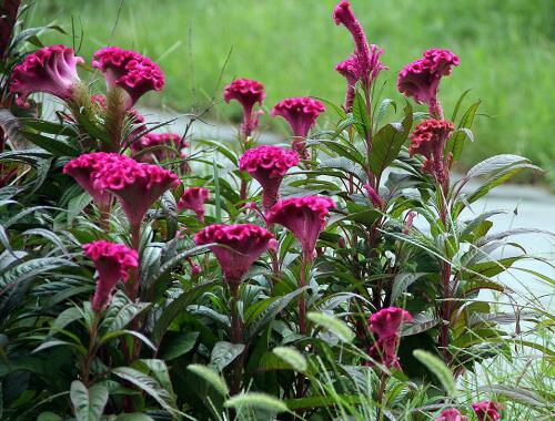 How to raise Celosia cristata, the culture methods and matters needing attention / control of watering