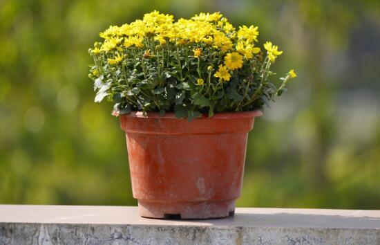 What about the yellowing of chrysanthemum leaves, control watering and pay attention to fertilization / discovery of diseases and insect pests